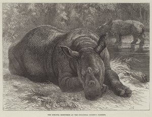 Il rinoceronte di Sumatra nei giardini della Società Zoologica